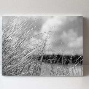 Black and White Grass land on dune